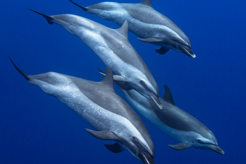 Oahu : excursion de snorkeling avec les dauphins et les tortues à Waianae