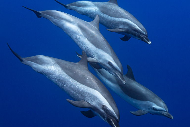 Oahu: Utflykt med delfinsimning och sköldpaddssnorkling i WaianaeOahu: Simma med delfiner och snorkla med sköldpaddor i Waianae