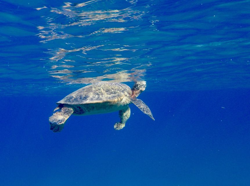 Honu turtle sighting on a Oahu snorkeling tour
