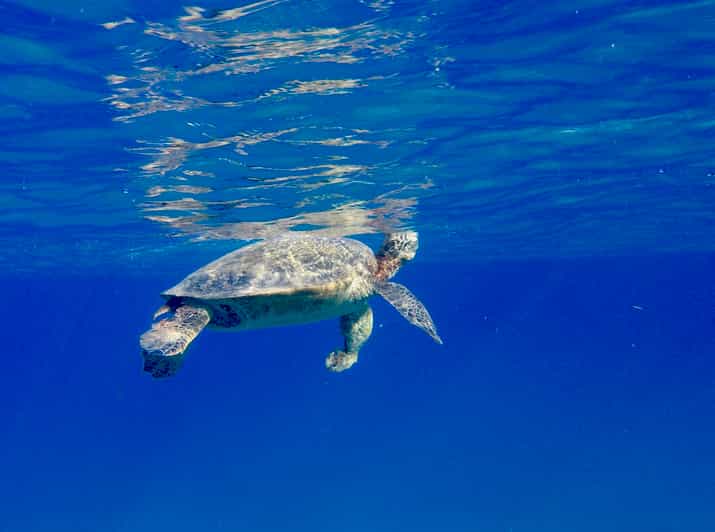Oahu 3Hour Dolphin Watching & Snorkel Excursion in Waianae GetYourGuide