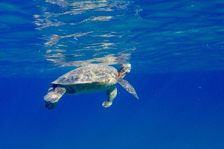 Oahu: Dolphin Swim & Turtle Snorkel Excursion in Waianae Oahu: 3-Hour Dolphin Watching & Snorkel Excursion in Waianae