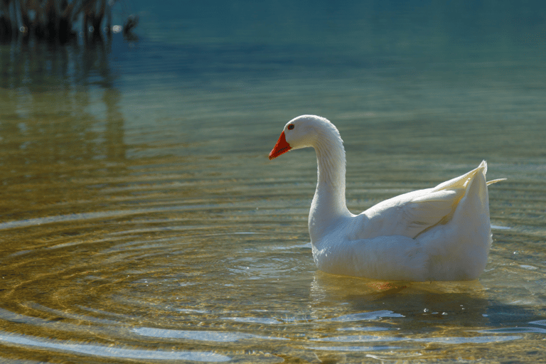 From Heraklion: Guided Day Trip to Rethymno & Kournas Lake