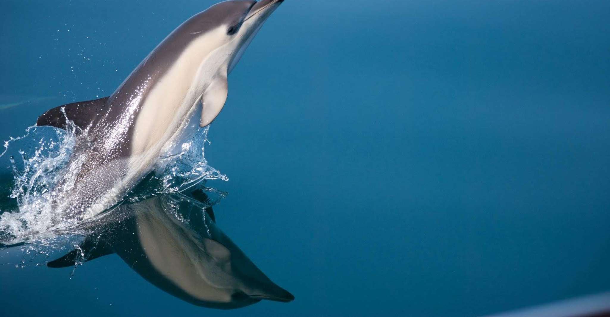 Estepona, Dolphin Observation Voilier Croisière avec boisson - Hizvo