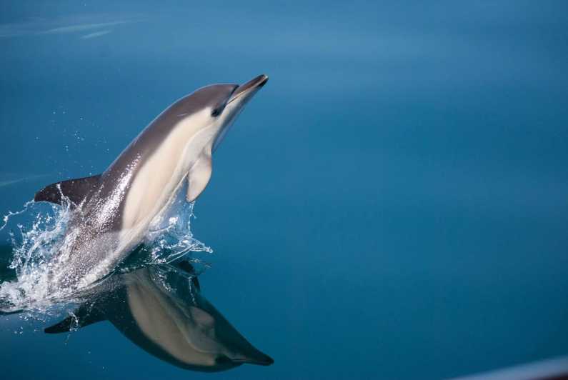 dolphin tour estepona