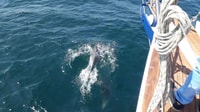 Estepona, Delfine beobachten Segelboot-Kreuzfahrt mit Getränk - Hizvo