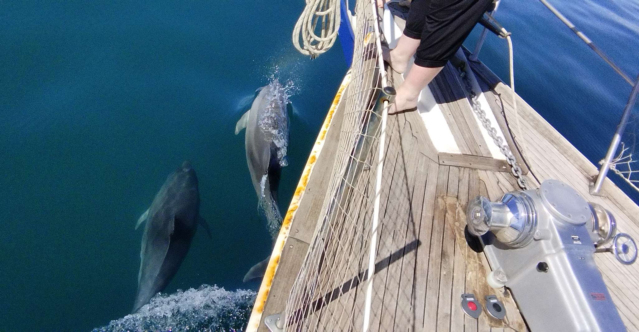 Estepona, Dolphin Observation Voilier Croisière avec boisson - Hizvo