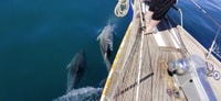 Estepona, Delfine beobachten Segelboot-Kreuzfahrt mit Getränk - Hizvo