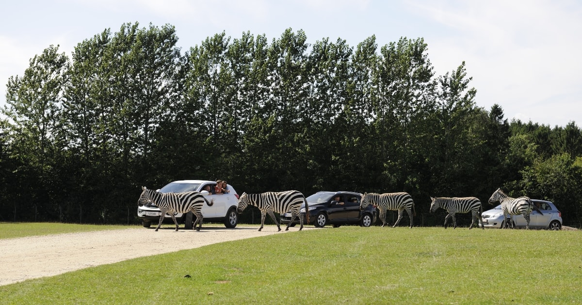 Billund Givskud Zoo Entry Ticket with Animal Safari GetYourGuide