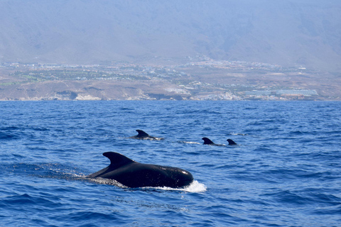 Gita in barca a Tenerife per l&#039;avvistamento delle balene e lo snorkeling