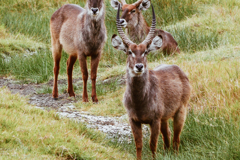 Explore The Best 2 days Adventure Safari To Tsavo East 2-Day Adventure Safari to Tsavo East