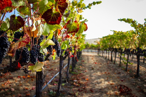 Çavuşin: visite privée des vignobles de Cappadoce et dégustation de vinÇavuşin: visite privée des vignobles de Cappadoce et dégustation de vins