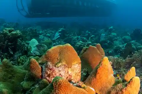 From Bridgetown: Scenic Boat and Submarine Tour