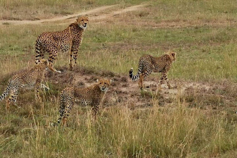 Nairobi: 3-Day epic trip to Maasai Mara Reserve with meals 3 days, 2 nights private safari to Mara in a tourist VAN