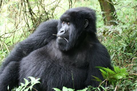 Uganda: 3-Day Gorilla Experience and Lake Bunyonyi Visit