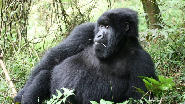Visit Uganda 3-Day Gorilla Experience and Lake Bunyonyi Visit in Bwindi Impenetrable National Park, Uganda