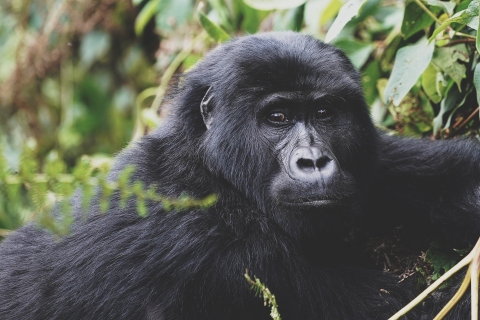 Uganda: experiencia de gorilas de 3 días y visita al lago Bunyonyi