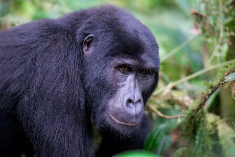 Uganda: 3-Day Gorilla Experience and Lake Bunyonyi Visit