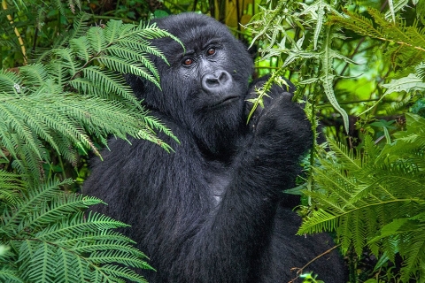 Uganda: 3-dniowe doświadczenie goryli i wizyta nad jeziorem Bunyonyi