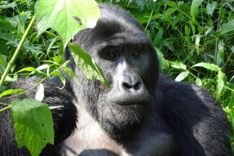 Uganda: experiencia de gorilas de 3 días y visita al lago Bunyonyi