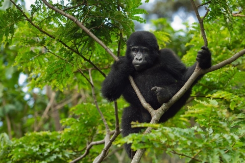 Uganda: 3-tägige Gorilla-Erfahrung und Besuch des Bunyonyi-Sees