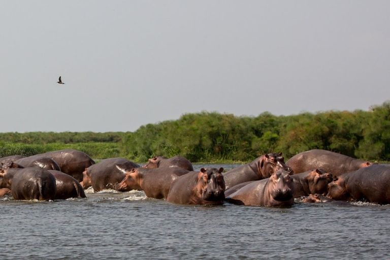 Z Kampali: 3-dniowe safari Murchison Falls z transferem