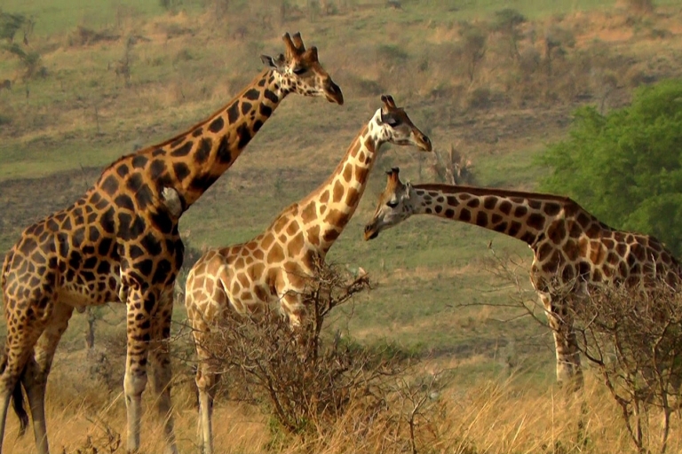 Desde Kampala: safari de 3 días por las cataratas Murchison con traslado