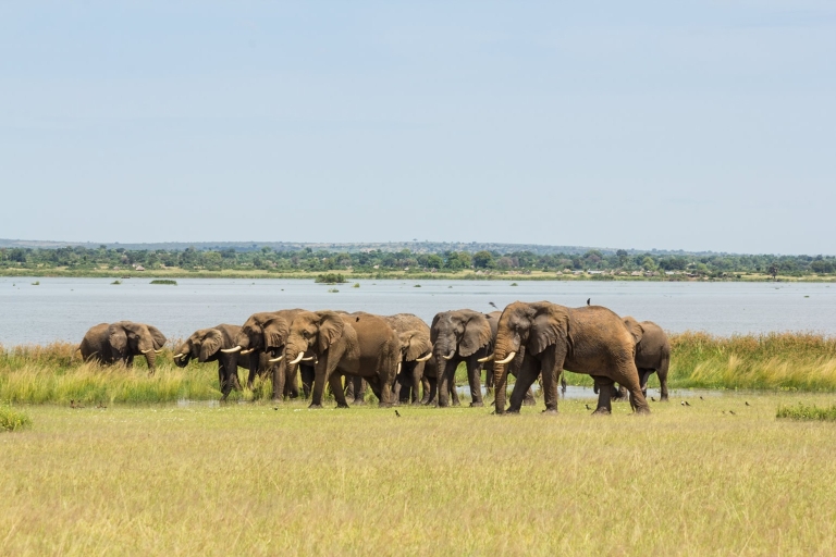 Z Kampali: 3-dniowe safari Murchison Falls z transferem