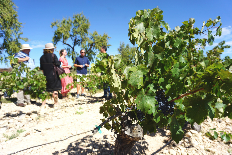 From Valencia: Tour and Tasting at 2 Utiel-Requena Wineries