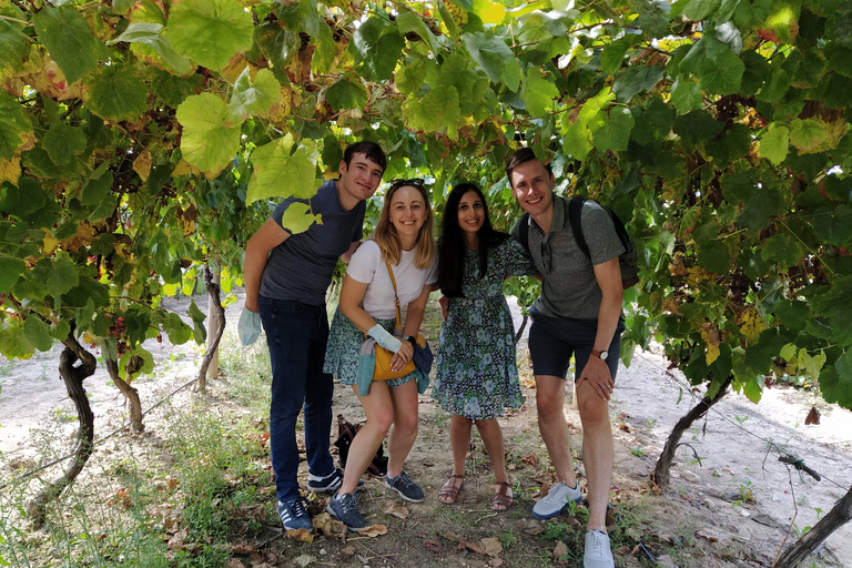 From Valencia: Tour and Tasting at 2 Utiel-Requena Wineries