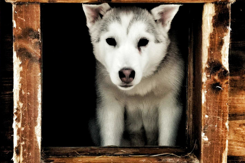 Rovaniemi: Autumn Husky Ride on Wheels