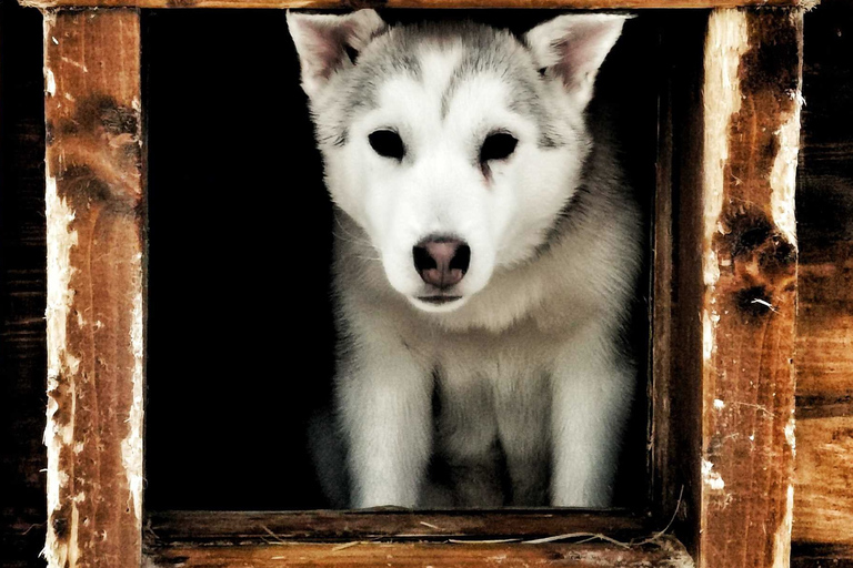 Rovaniemi: Autumn Husky Ride on Wheels