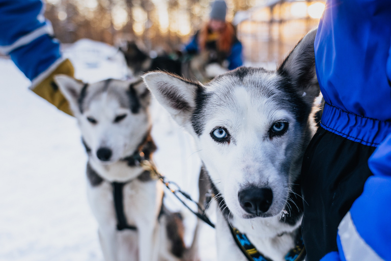 Rovaniemi: Autumn Husky Ride on Wheels