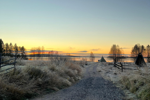 Rovaniemi: Autumn Husky Ride on Wheels