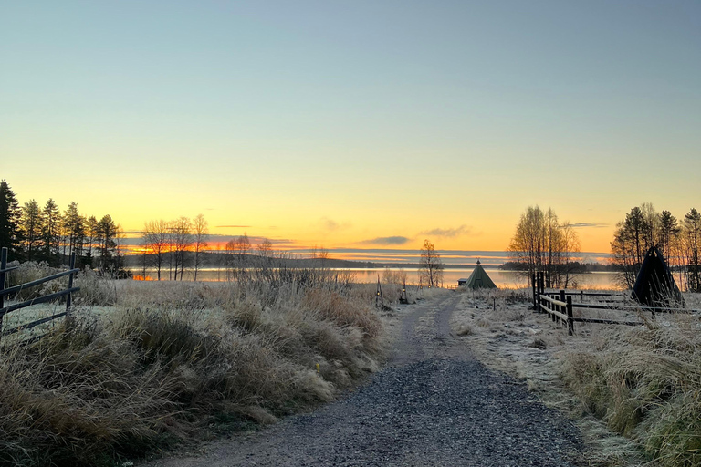 Rovaniemi: Autumn Husky Ride on Wheels