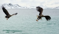 De Svolvaer, Trollfjorden Wildlife RIB Cruise - Hizvo