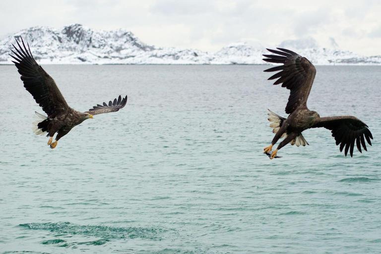 Au départ de Svolvaer : Croisière en semi-rigide à la découverte de la faune et de la flore de TrollfjordenAu départ de Svolvaer : croisière en semi-rigide sur la faune du Tr