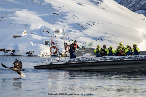 De Svolvaer: Cruzeiro de RIB pela vida selvagem em TrollfjordenDe Svolvaer: Trollfjorden Wildlife RIB Cruise