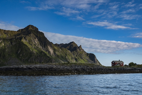 Au départ de Svolvaer : Croisière en semi-rigide à la découverte de la faune et de la flore de TrollfjordenAu départ de Svolvaer : croisière en semi-rigide sur la faune du Tr