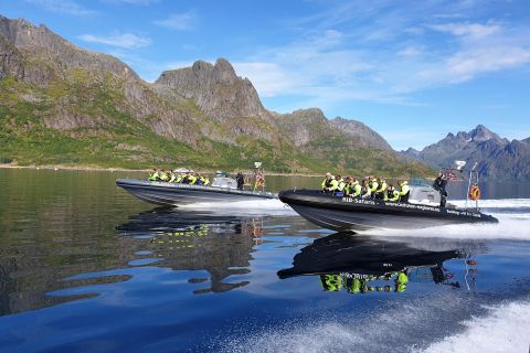 Fra Svolvaer: RIB-krydstogt i Trollfjorden