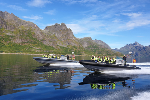 Au départ de Svolvaer : Croisière en semi-rigide à la découverte de la faune et de la flore de TrollfjordenAu départ de Svolvaer : croisière en semi-rigide sur la faune du Tr