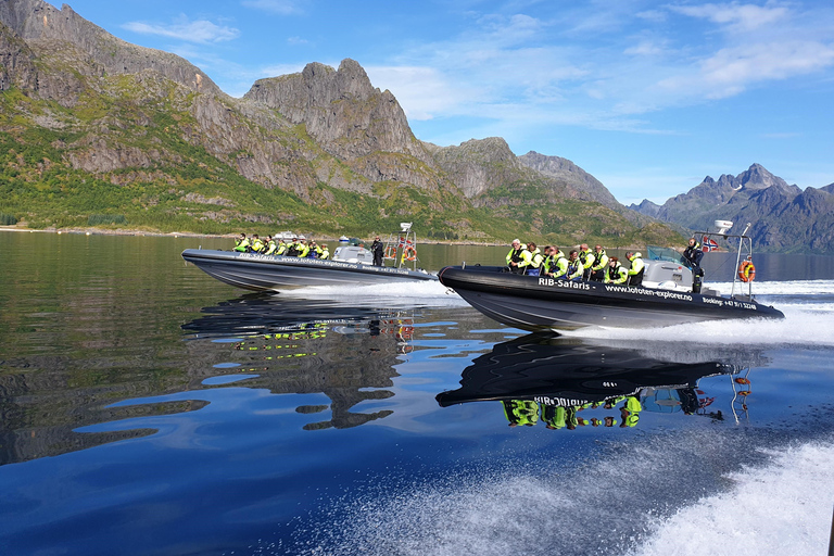 Ab Svolvaer: Trollfjorden Wildlife RIB Cruise