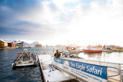 Från Svolvaer: RIB-kryssning med Trollfjordens vilda djurFrån Svolvaer: RIB-kryssning i Trollfjorden med djurlivet