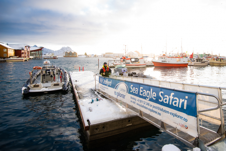 Au départ de Svolvaer : Croisière en semi-rigide à la découverte de la faune et de la flore de TrollfjordenAu départ de Svolvaer : croisière en semi-rigide sur la faune du Tr