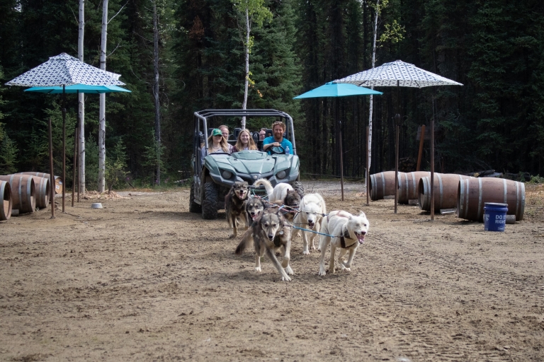 Fairbanks: zomer mushing cart rit en kenneltourFairbanks, Alaska: rit in de zomer mushing cart en kenneltour