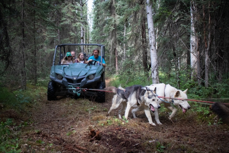 Fairbanks: zomer mushing cart rit en kenneltourFairbanks, Alaska: rit in de zomer mushing cart en kenneltour