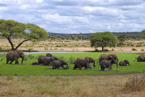 Tanzania: 3-Day Safari to Tarangire and Ngorongoro