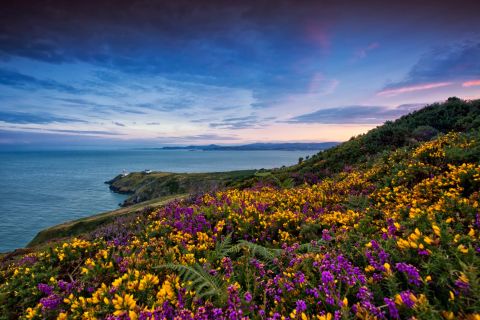 From Dublin: Half-Day Guided Coastal Tour to Howth Village