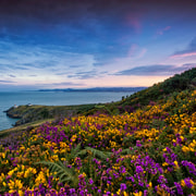 From Dublin: Half-Day Guided Coastal Tour to Howth Village