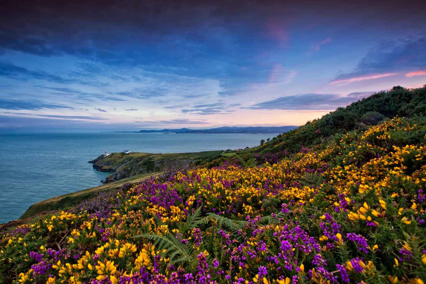 From Dublin: Half-Day Guided Coastal Tour to Howth Village - From Dublin: Half-Day Guided Coastal Tour to Howth Village