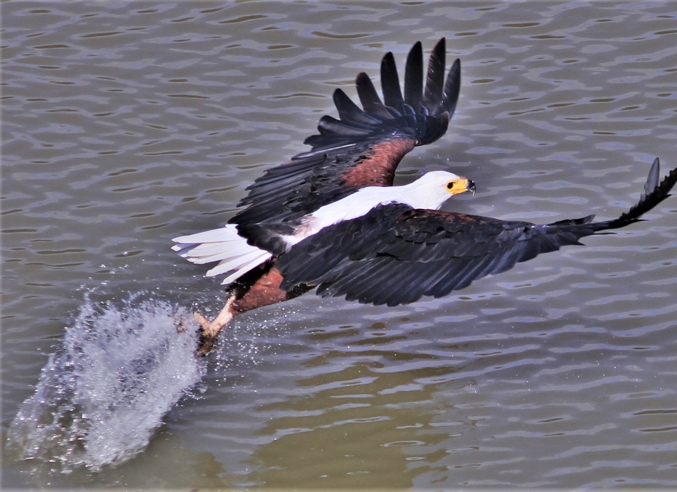 Addo River Safari - guidet tur i kano